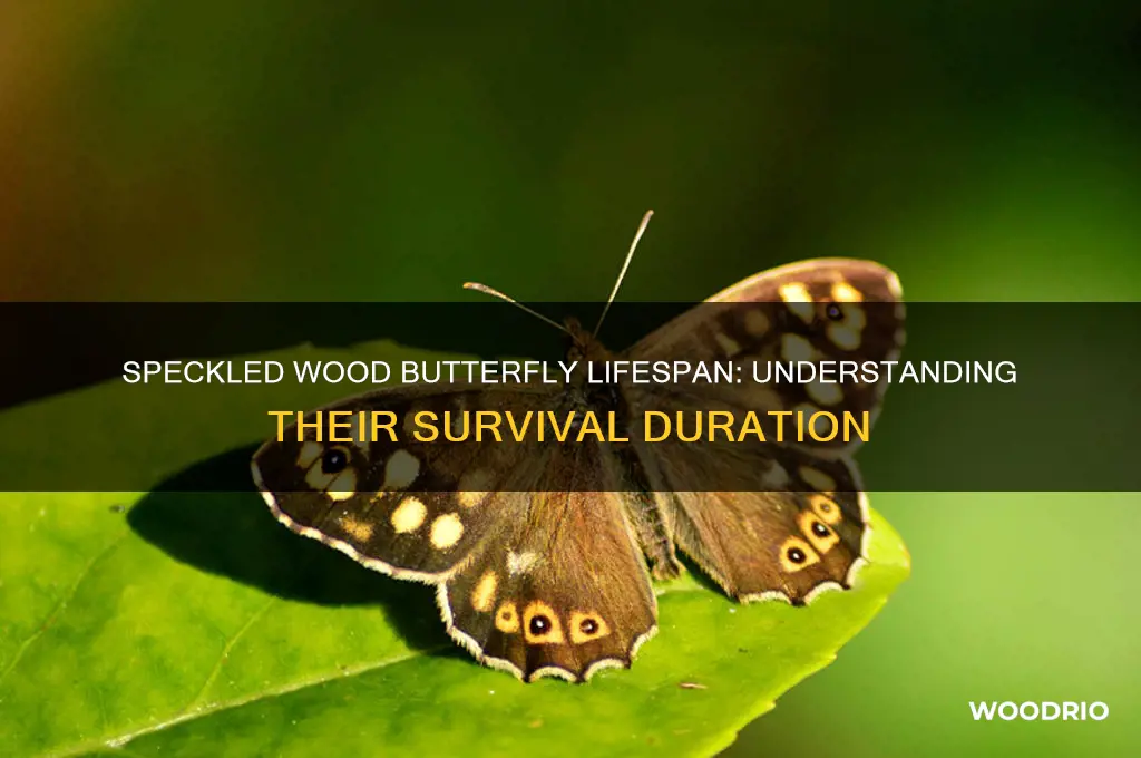 how long do speckled wood butterflies live