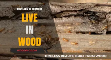 Termite Lifespan in Wood: Understanding Their Survival and Damage Potential