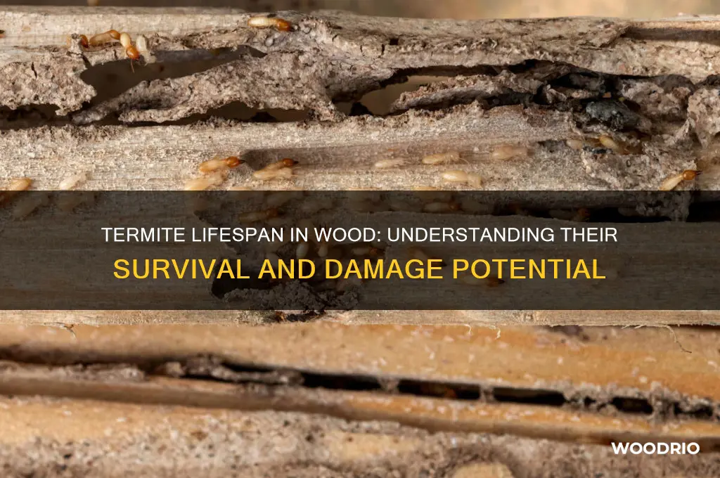 how long do termites live in wood