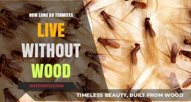 Termite Lifespan Secrets: How Long Can They Survive Without Wood?