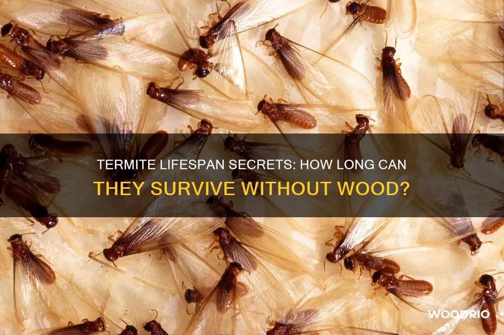 how long do termites live without wood