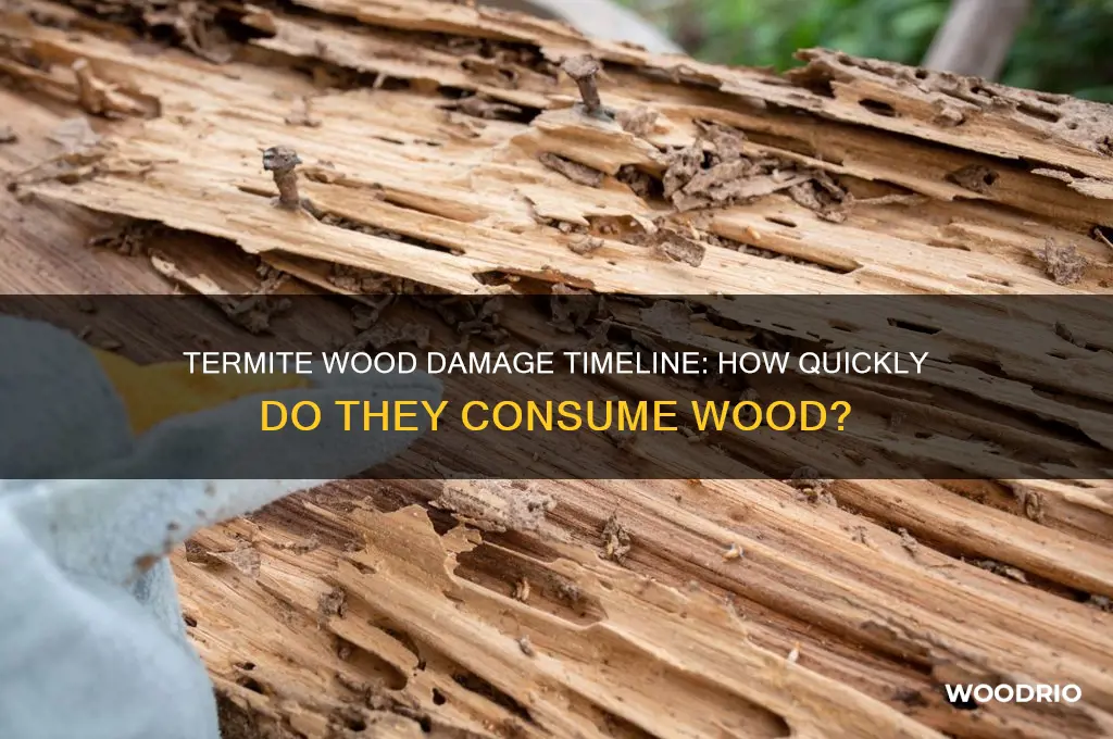 how long do termites take to eat wood