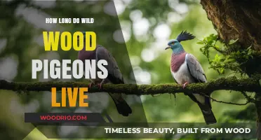 Wild Wood Pigeons Lifespan: Understanding Their Survival in Nature