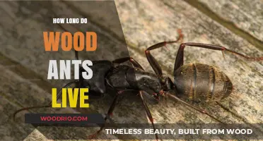 Wood Ants Lifespan: Understanding Their Survival and Longevity in Nature