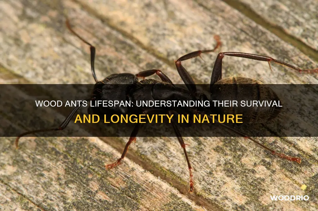 how long do wood ants live