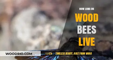 Wood Bee Lifespan: Understanding Their Survival Duration in Nature
