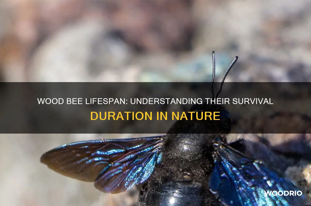 how long do wood bees live