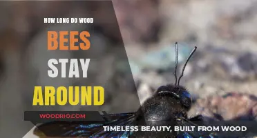 Understanding Wood Bee Lifespan and Seasonal Presence in Your Area