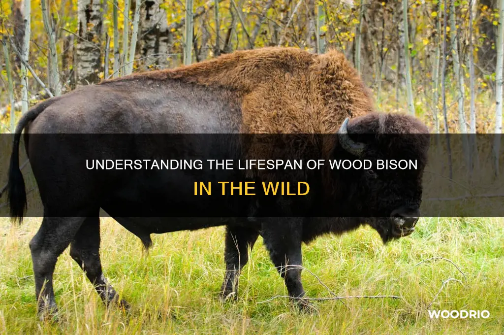 how long do wood bison live