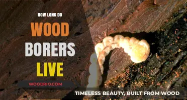 Understanding the Lifespan of Wood Borers: A Comprehensive Guide