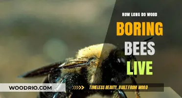 Understanding the Lifespan of Wood-Boring Bees: A Comprehensive Guide