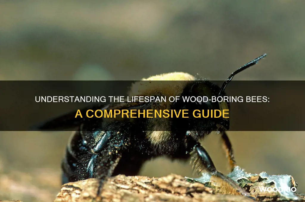 how long do wood boring bees live