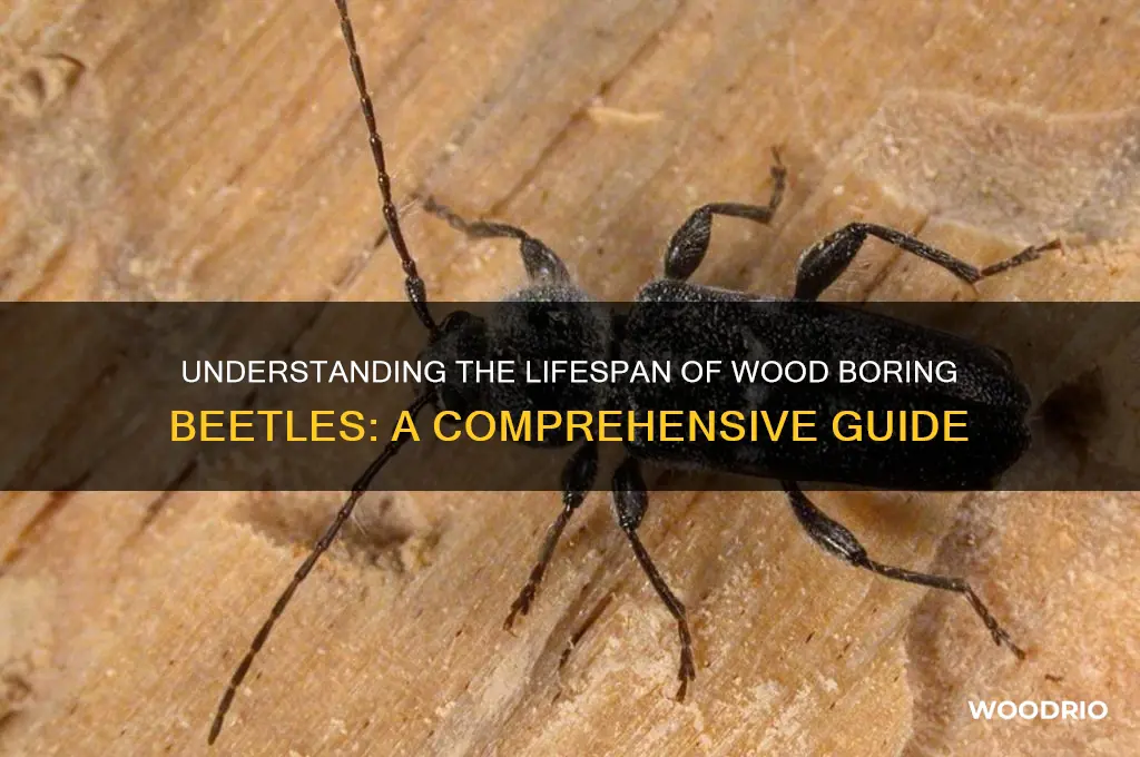 how long do wood boring beetles live