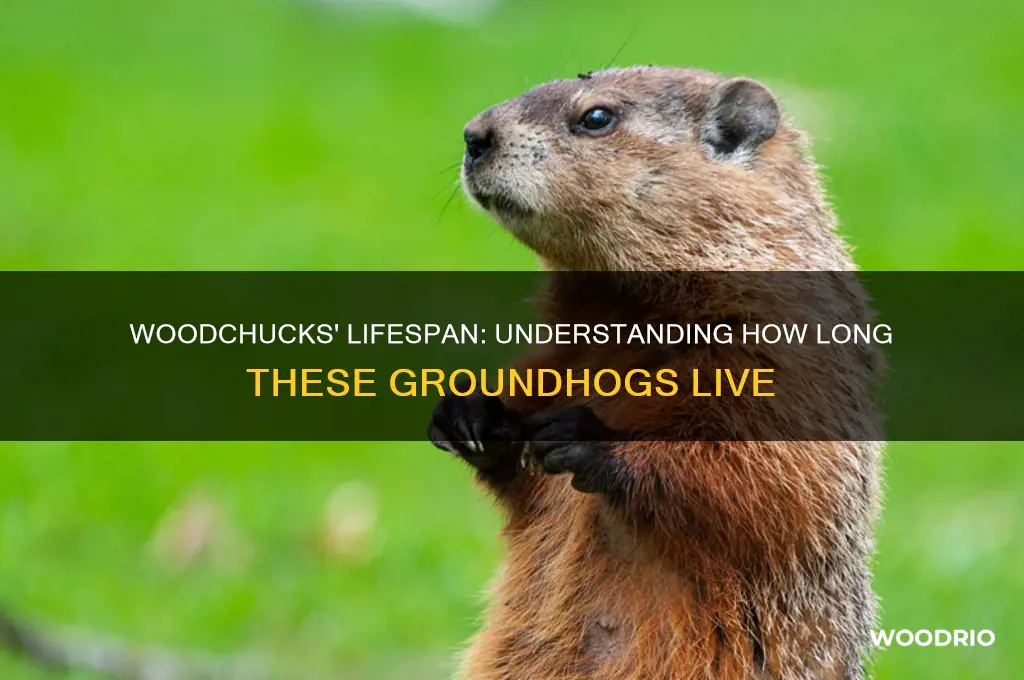 how long do wood chucks live
