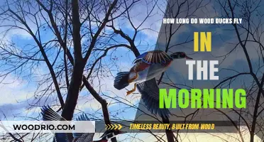 Wood Ducks' Morning Flight Duration: Timing and Behavior Explained