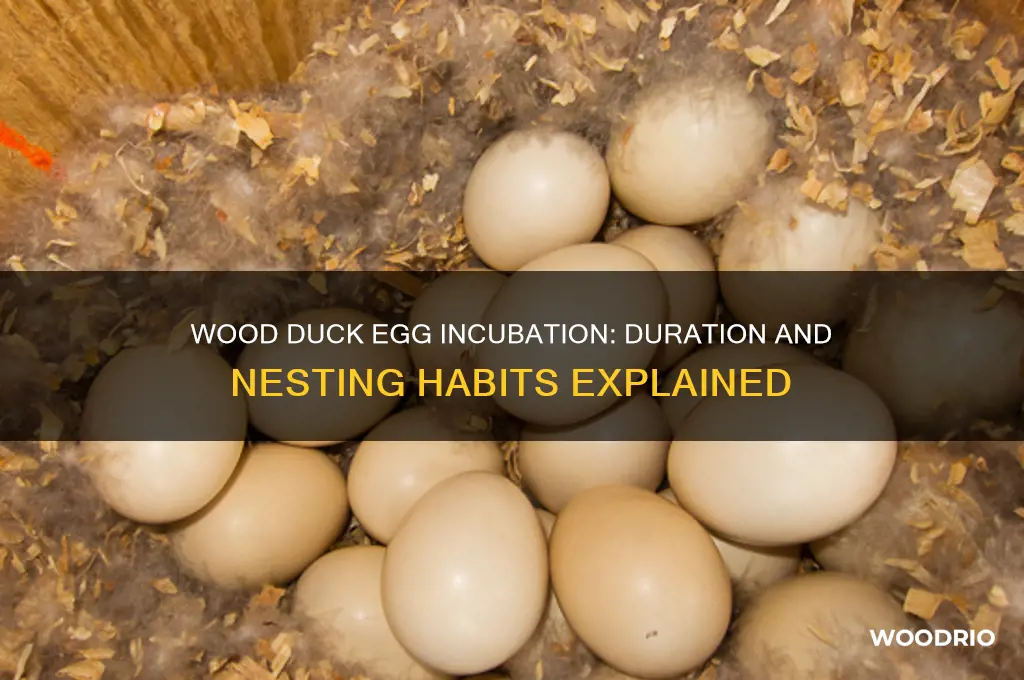 how long do wood ducks incubate eggs