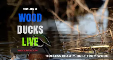 Discovering the Lifespan of Wood Ducks: How Long Do They Live?
