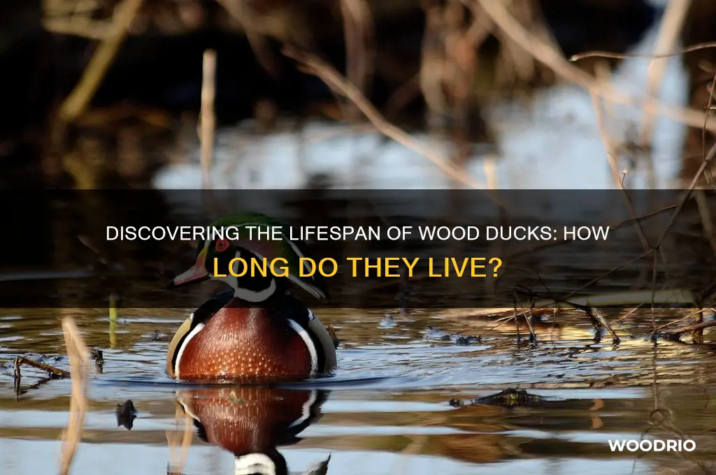 how long do wood ducks live