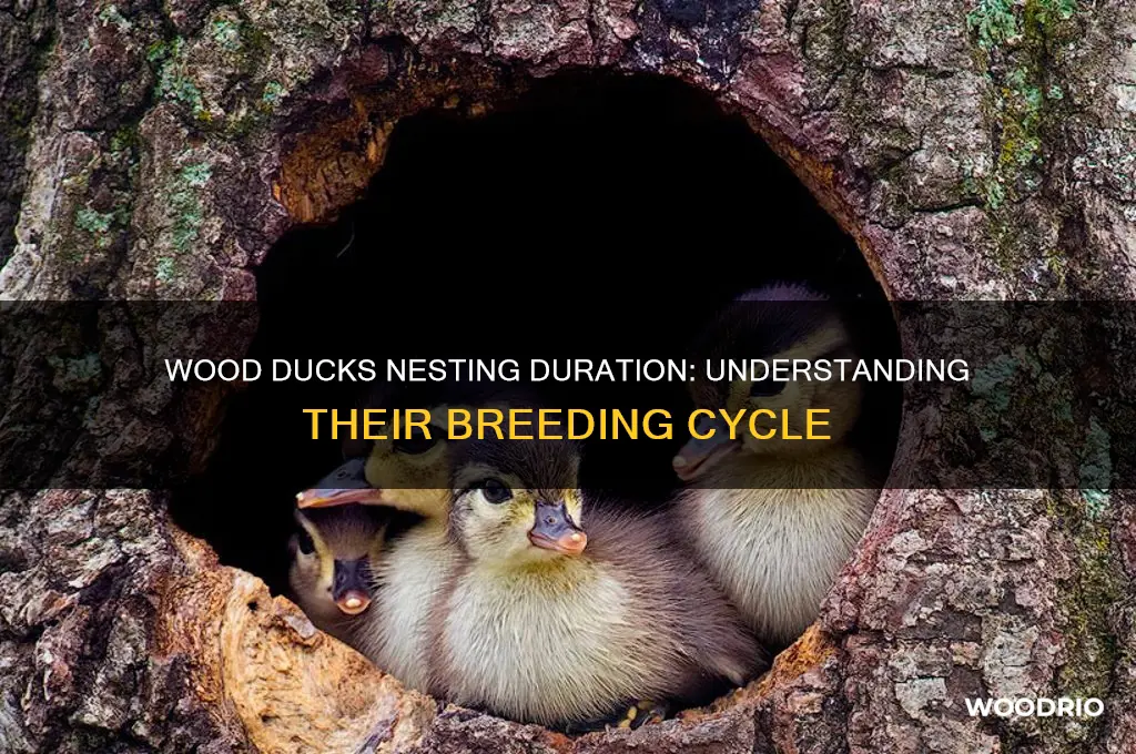 how long do wood ducks nest
