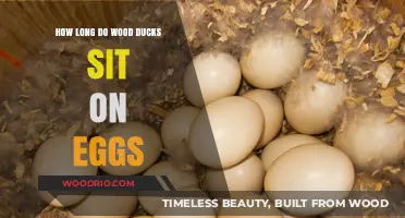 Wood Duck Egg Incubation: Understanding Their Nesting Duration