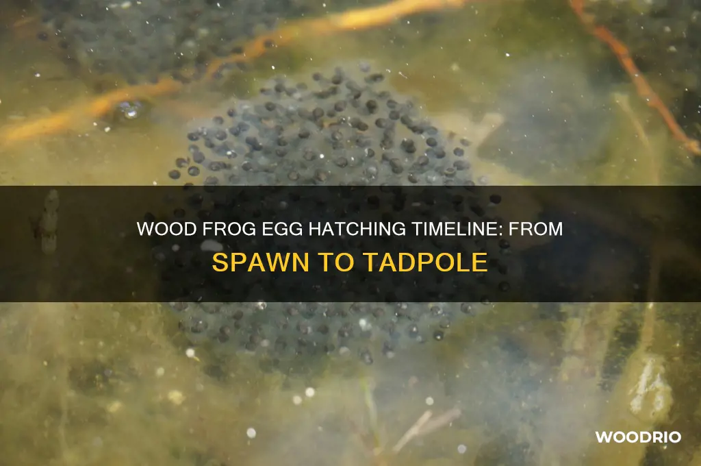 how long do wood frog eggs take to hatch