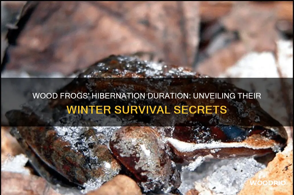 how long do wood frogs hibernate