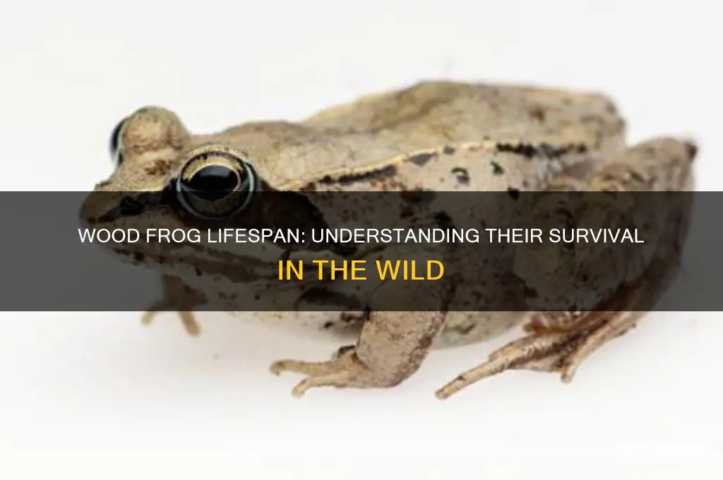 how long do wood frogs live