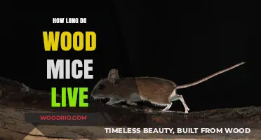 Understanding the Lifespan of Wood Mice in the Wild