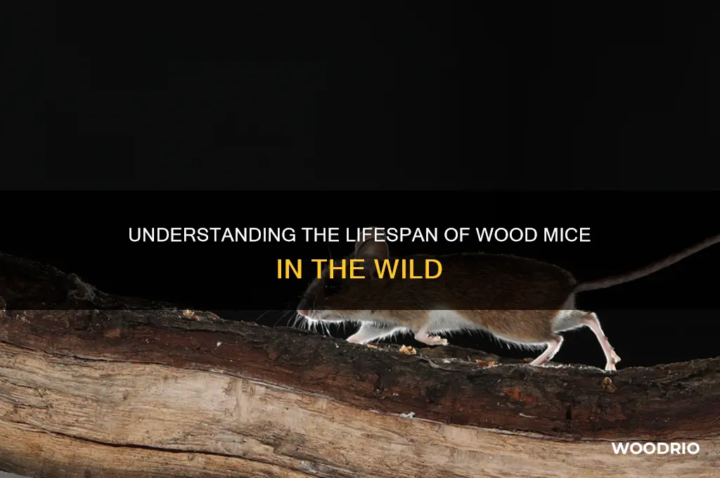 how long do wood mice live