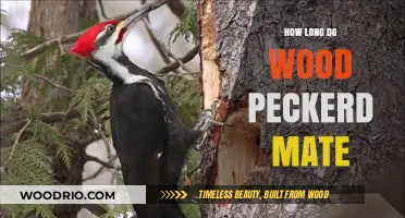 Woodpecker Mating Duration: Understanding Their Unique Pairing Process