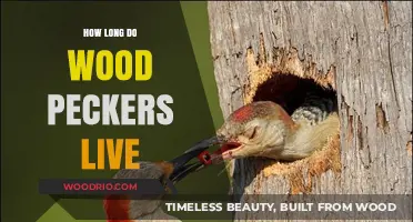 Woodpecker Lifespan: Understanding How Long These Birds Typically Live