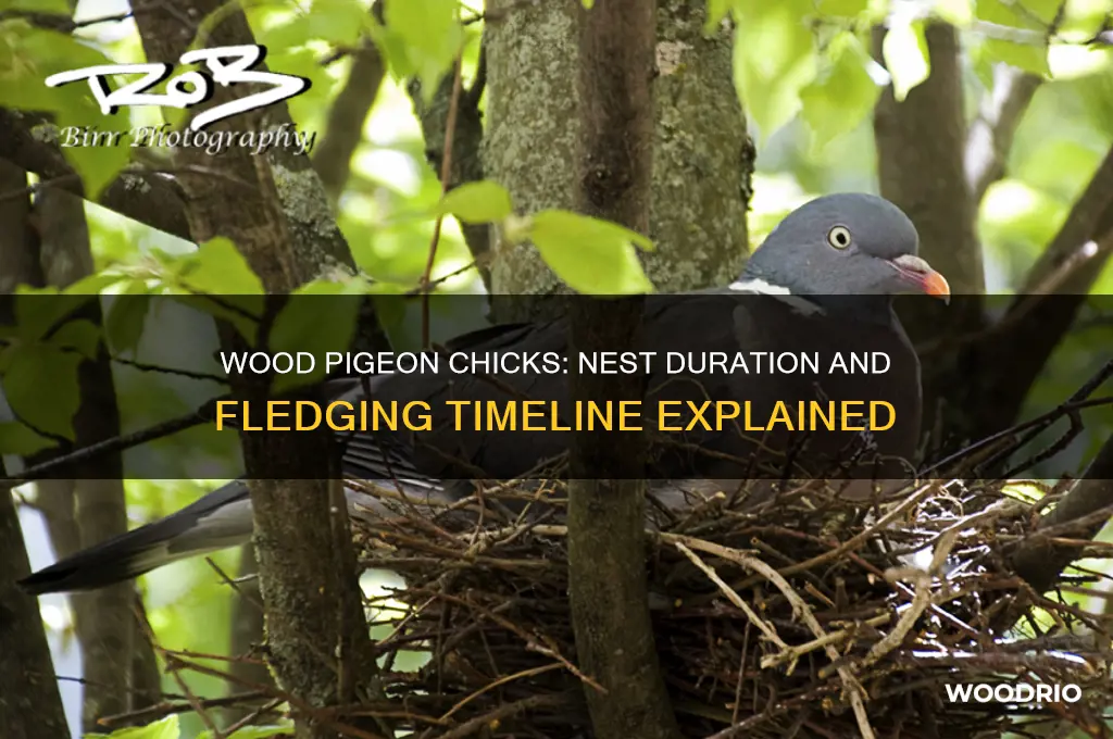 how long do wood pigeon chicks stay in the nest
