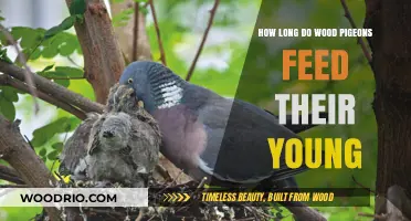 Wood Pigeon Parenting: Duration of Feeding Their Young Explained