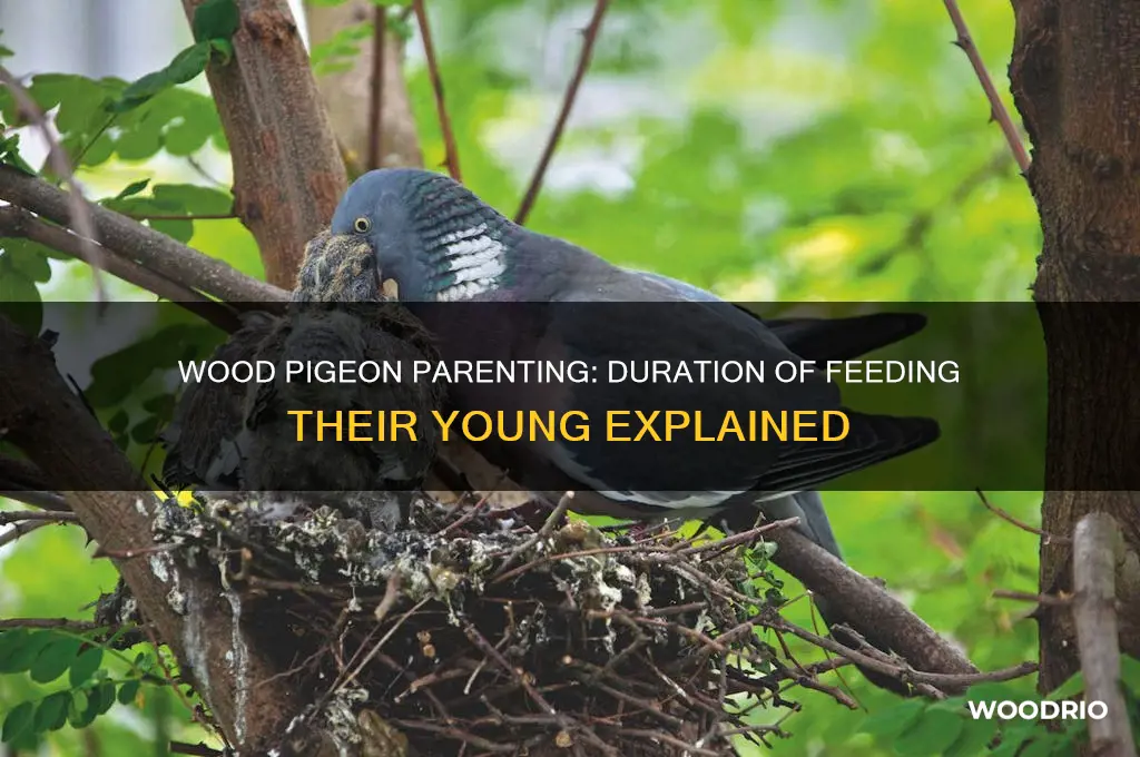 how long do wood pigeons feed their young