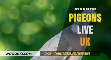 Wood Pigeon Lifespan in the UK: Facts and Insights Revealed