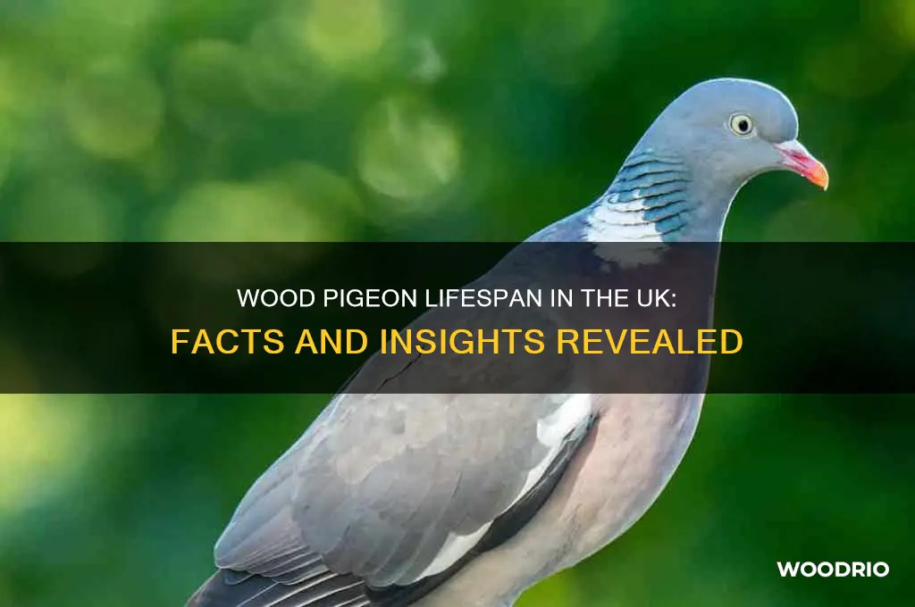 how long do wood pigeons live uk