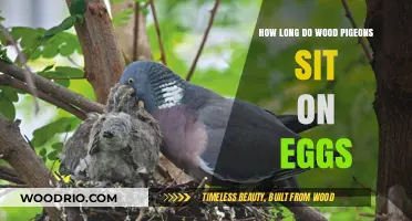 Wood Pigeon Egg Incubation: Understanding Their Nesting Duration