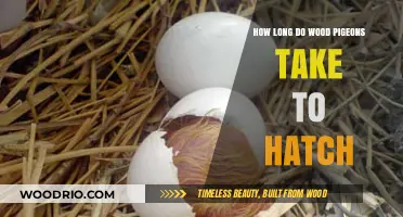 Wood Pigeon Hatching Timeline: From Egg to Chick Explained