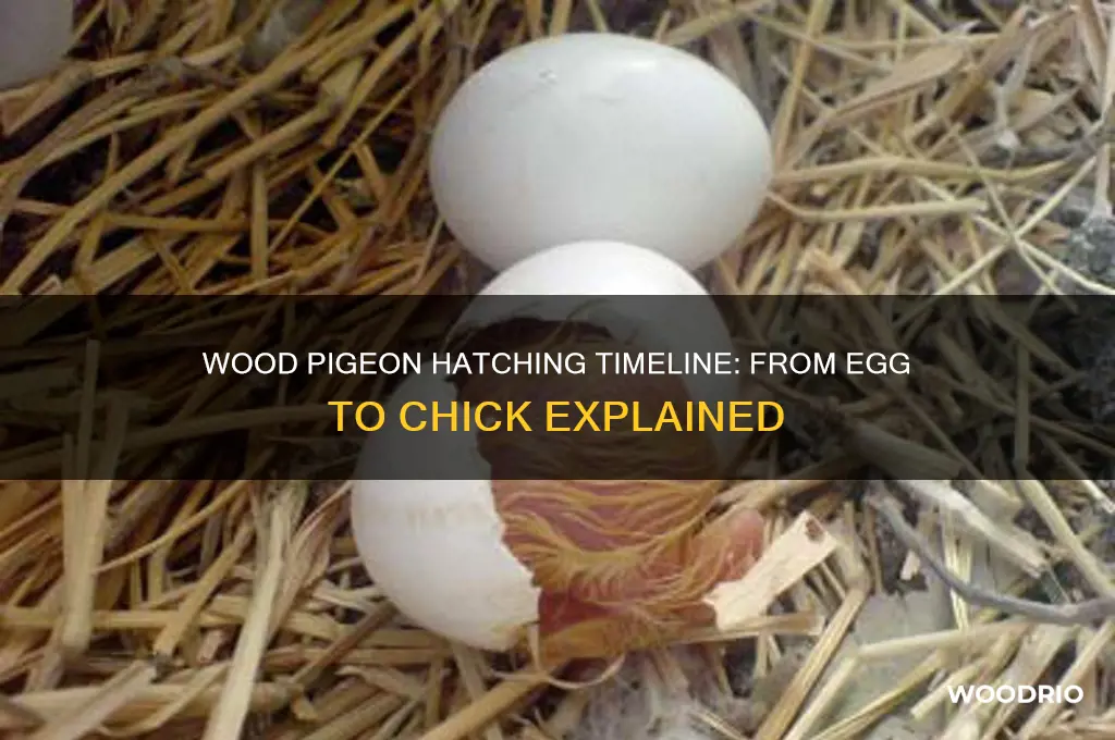 how long do wood pigeons take to hatch
