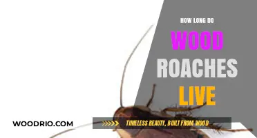 Understanding the Lifespan of Wood Roaches: How Long Do They Live?