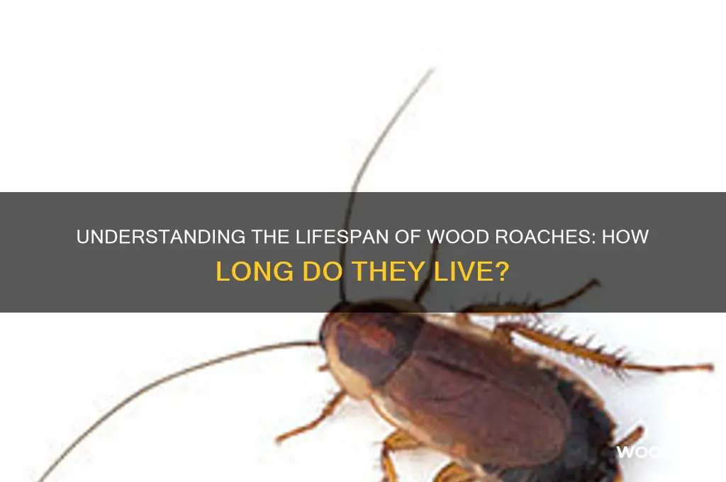 how long do wood roaches live