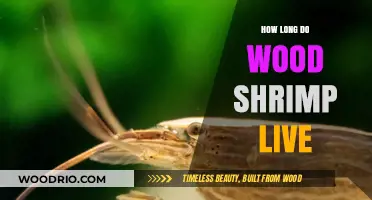 Wood Shrimp Lifespan: Understanding Their Survival in Captivity and the Wild