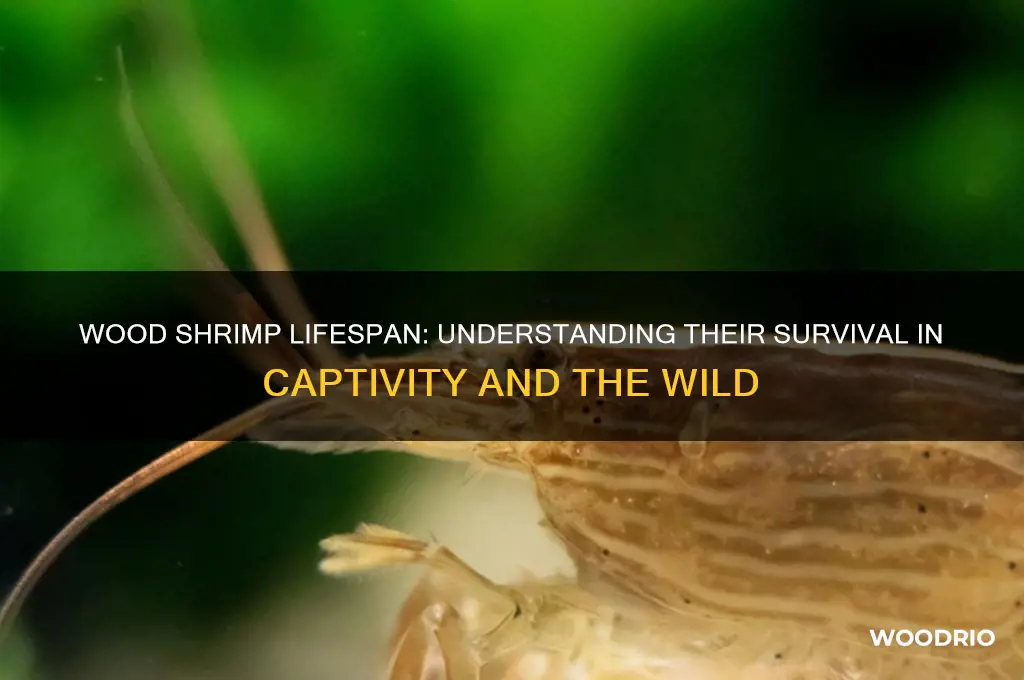 how long do wood shrimp live