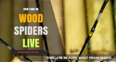 Understanding the Lifespan of Wood Spiders in Their Natural Habitat