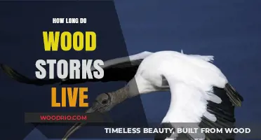 Wood Storks Lifespan: Understanding Their Survival in the Wild