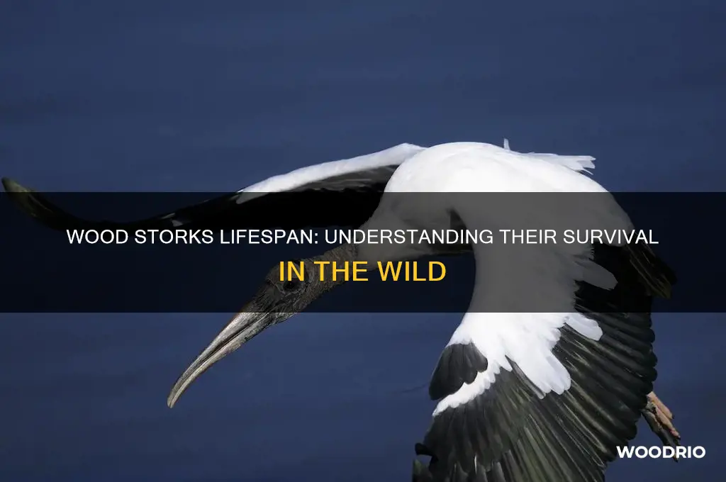 how long do wood storks live