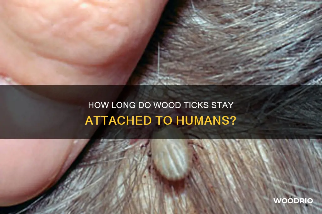 how long do wood ticks stay on you