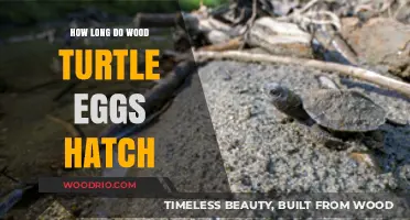 Wood Turtle Egg Hatching Timeline: What to Expect and When