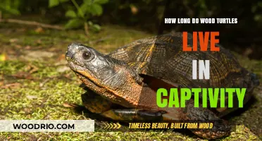 Wood Turtles in Captivity: Understanding Their Lifespan and Care