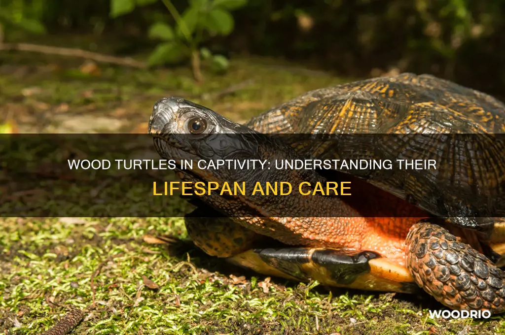 how long do wood turtles live in captivity